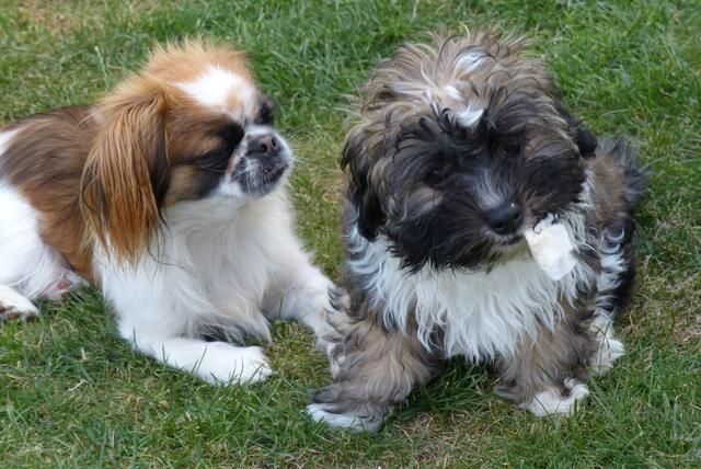 Boogie und Nala, einfach zwei süße Knuddelhunde!!!