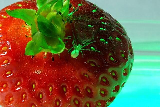 Grüntouch von rechts....gefällt mir nicht so, doch der Besucher!