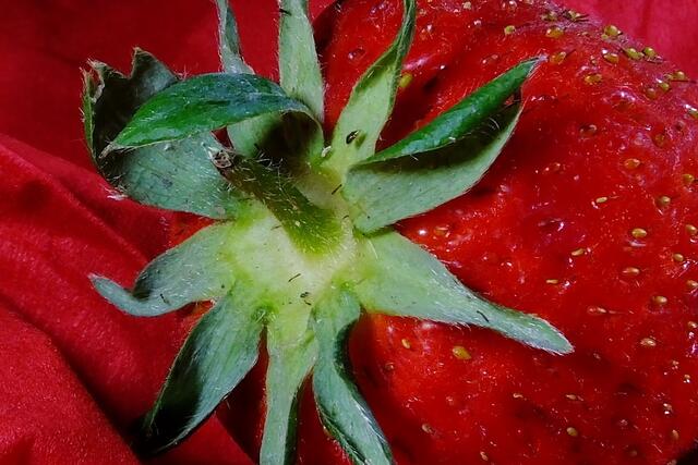 Ebenfalls rot auf rot....mit Besucher!