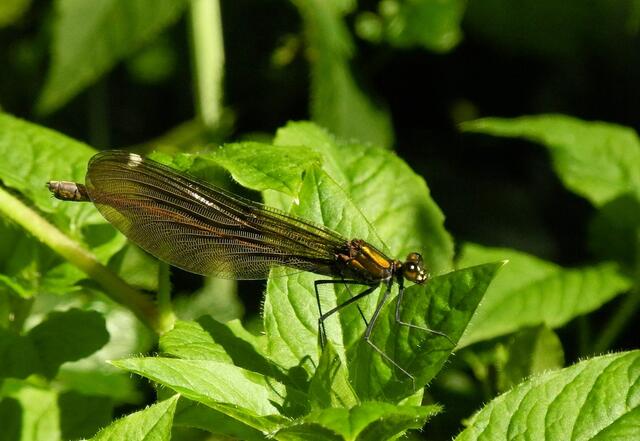 Blauflügel-Prachtlibelle (Calopteryx virgo) w