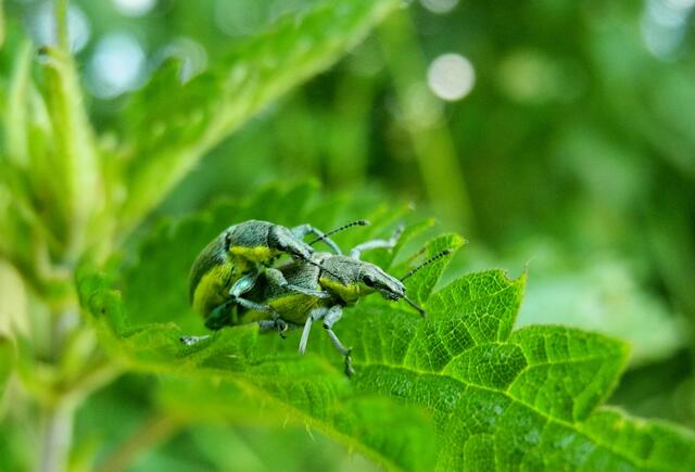 Gelbrandrüssler (Chlorophanus viridis)
