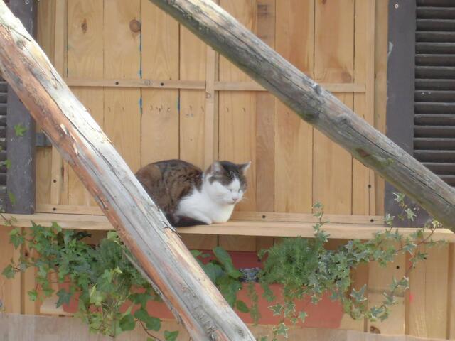 Kater Todi geniesst den Freilauf