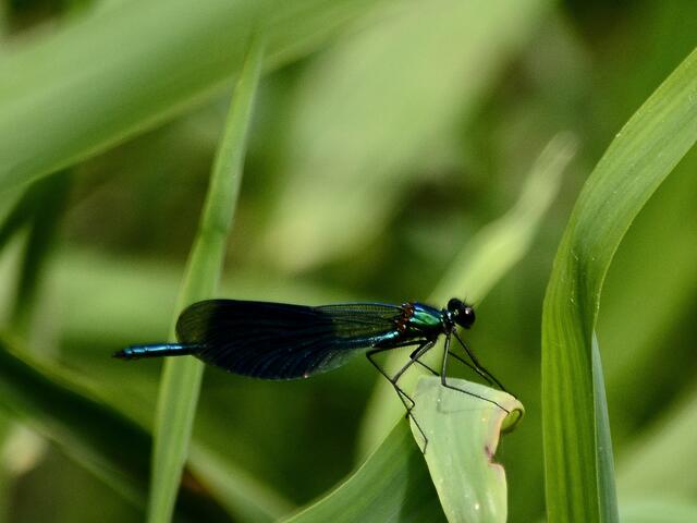 Gebänderte Prachtlibelle  (Calopteryx splendens) m