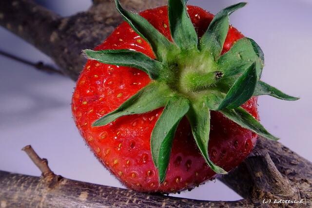 Erdbeerstern....