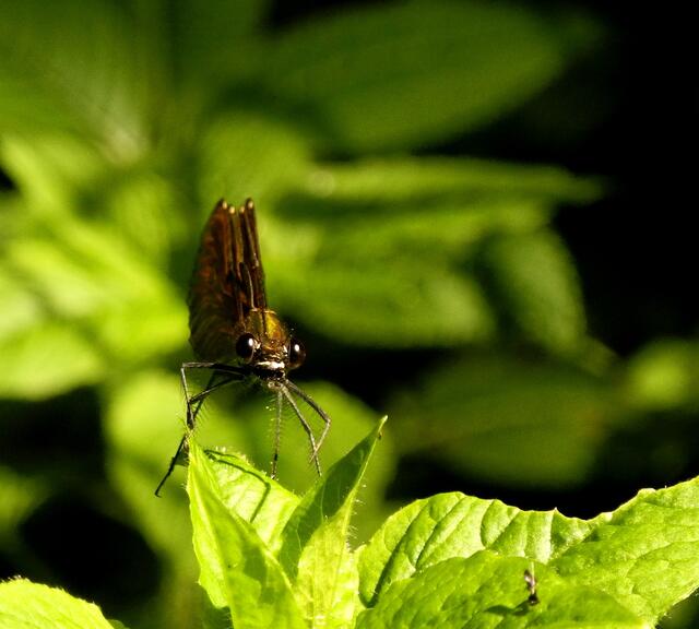 Blauflügel-Prachtlibelle (Calopteryx virgo) w