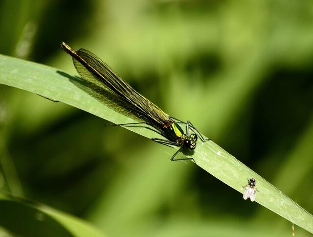 Gebänderte Prachtlibelle (Calopteryx splendens) w