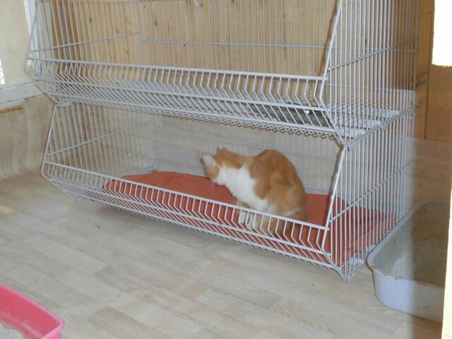 Mini(-Garfield) schaut sich im Haus um.