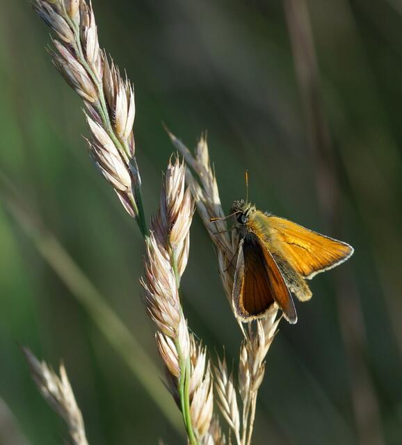 Braunkolbiger Braun-Dickkopffalter Thymelicus sylvestris.
