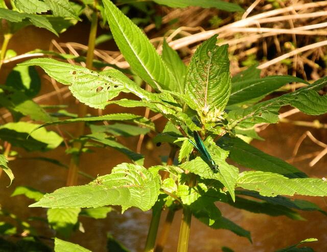 Blauflügel-Prachtlibelle m - ruhte weit weg auf dem Springkraut  - es wurde umflattert und belagert  von vier Weibchen