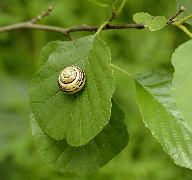 Bänderschnecke