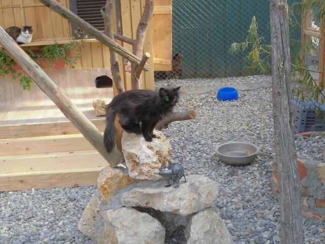 Kater Karlie klettert auf den Steinen.