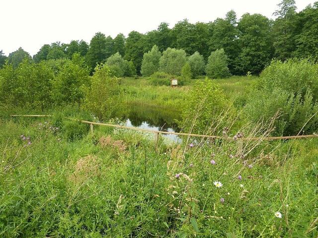 Das ist das Froschparadies.