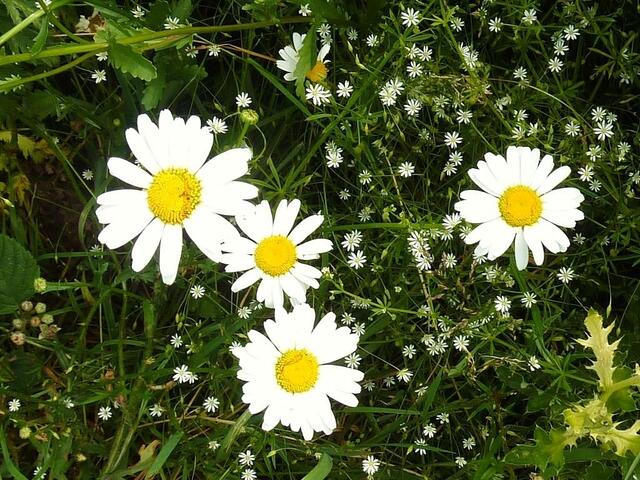 Die Natur ist der beste Florist :o)