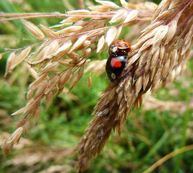 Ein Liebespaar.