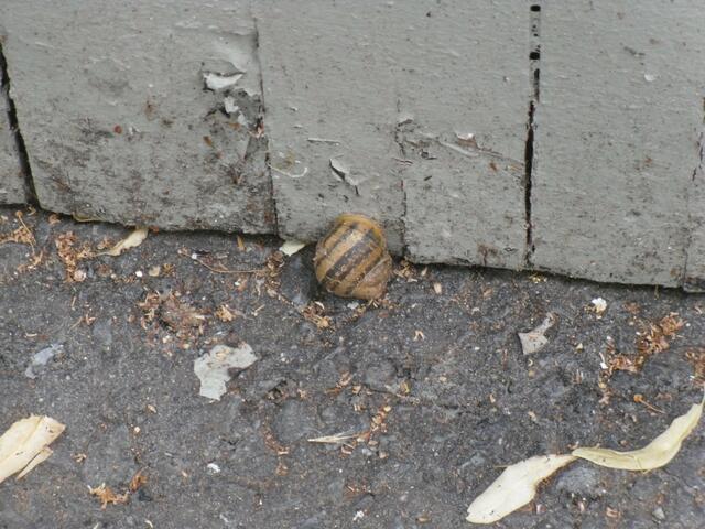 Gegenüber vom Neu Land scheinen die Schnecken eine Art Klagemauer zu haben ;-)