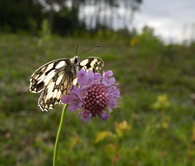 Acker-Witwenblume (Knautia arvensis), auch Wiesen-Witwenblume, Nähkisselchen oder Wiesenskabiose