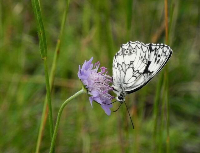 Schachbrett, oder auch Damenbrett (Melanargia galathea)
