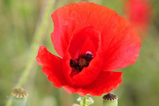 Roter Mohn.