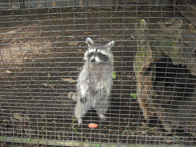 Ja richtig, natürlich ein Waschbär. Schön, nicht? Wünsche Euch allen einen schönen Wochenanfang