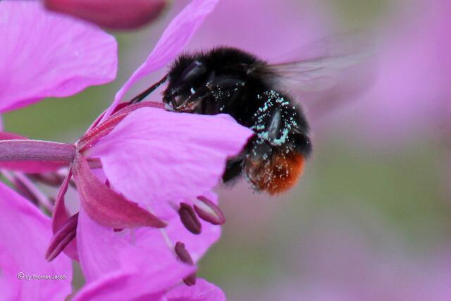 ...dieser Steinhummel. :-)