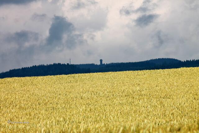 Im Hintergrund der Turm des Spiegelwaldes.