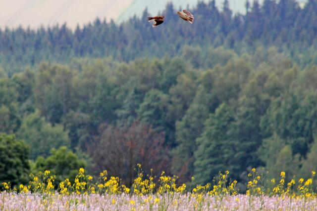 ...dem Feld zu tanzen.