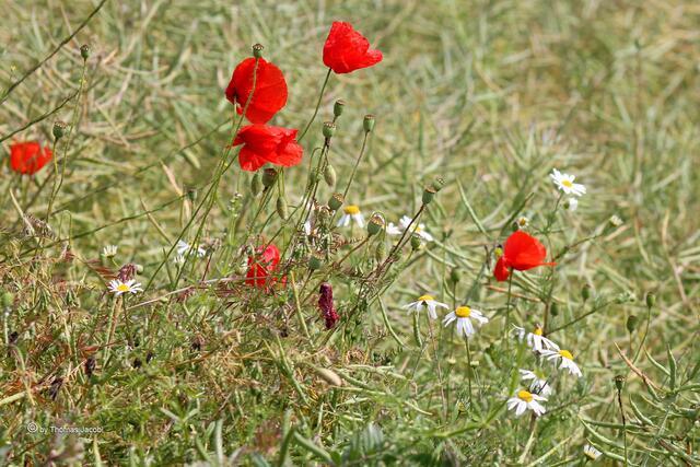 Und auch die Blumen...