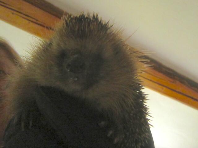 ... als ich öffnete, stand unser altes Igelmännchen davor. Er ist wohl durch die Katzentür gekommen und hatte offenbar das Futter gewittert. Schnell holte ich mir dicke Handschuhe und schnappte ihn, bevor er im Zimmer unter einem Schrank verschwinden konnte. Jetzt ist er wieder im Garten :-)