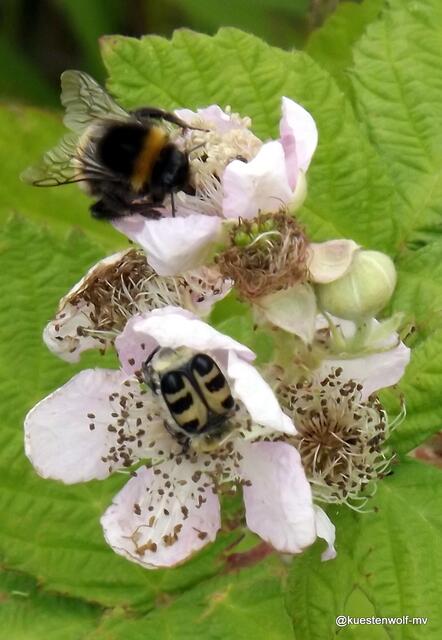 Pinselkäfer und Hummel