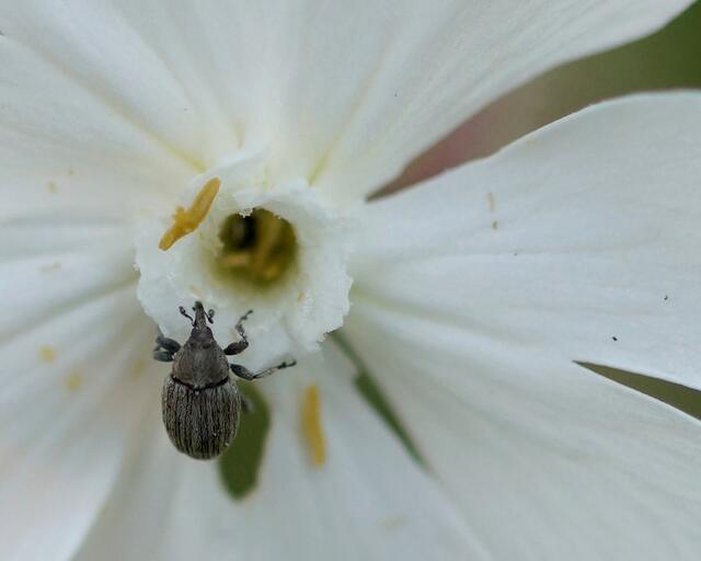 Rüsselkäfer auf der Blüte der weißen Lichtnelke.