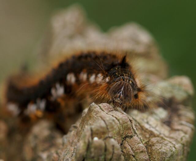 Bitte mit der Lupenfunktion betrachten. Auge in Auge mit einem borstigen Wesen. Wer schaut uns denn hier an? Es ist die Raupe der Grasglucke (Euthrix potatoria). Sie wird auch Trinkerin genannt denn die Raupen nehmen regelmäßig Wassertropfen zu sich, weshalb  die Falter auch Trinkerinnen genannt werden.