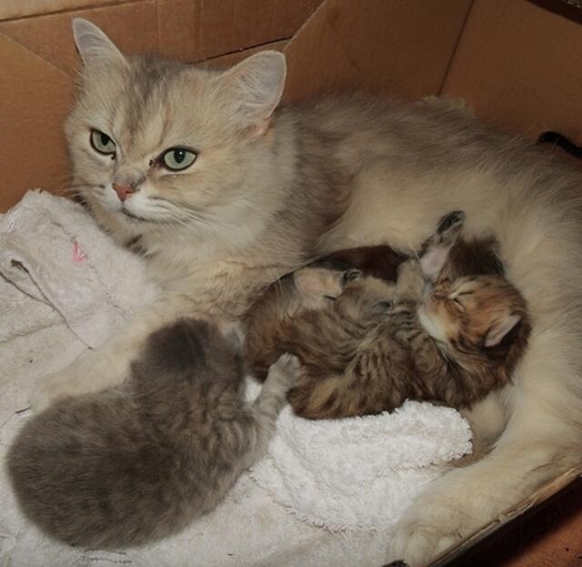 Anabelle ist eine tolle Mutter- ihre Kitten fühlen sich sehr wohl !