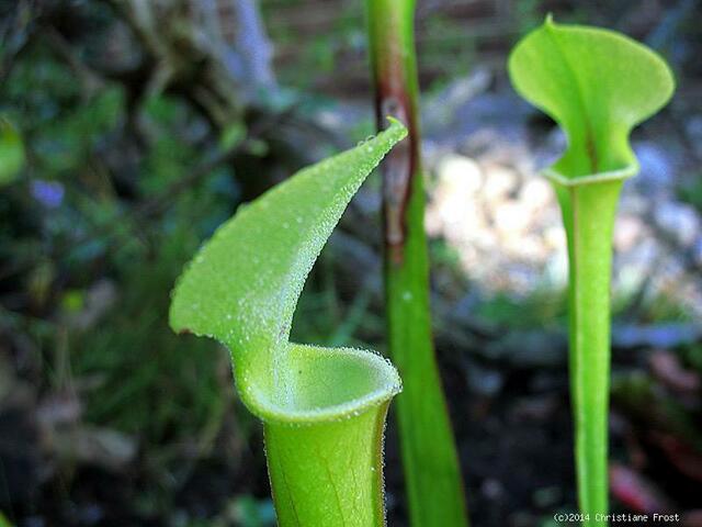 Sarracenia oreophila