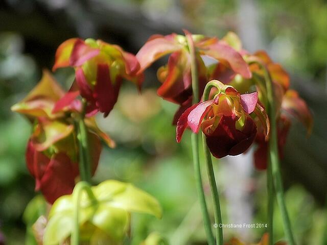 Sarracenia x wrigleyana