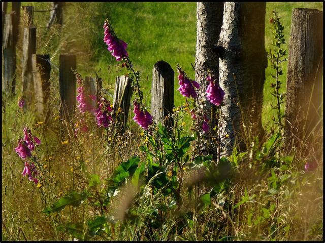 Bei jeder Begegnung mit der Natur kann man mehr finden, als man gesucht haben mag.  Willy Meurer