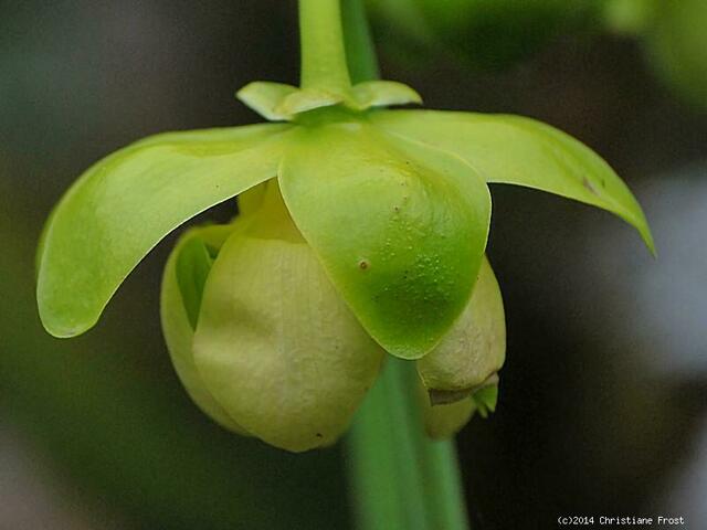 Sarracenia minor
Okefenokee