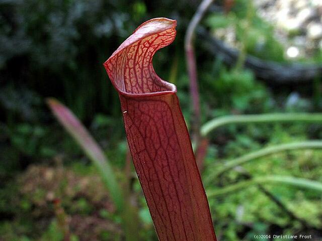 Sarracenia rubra ssp. rubra