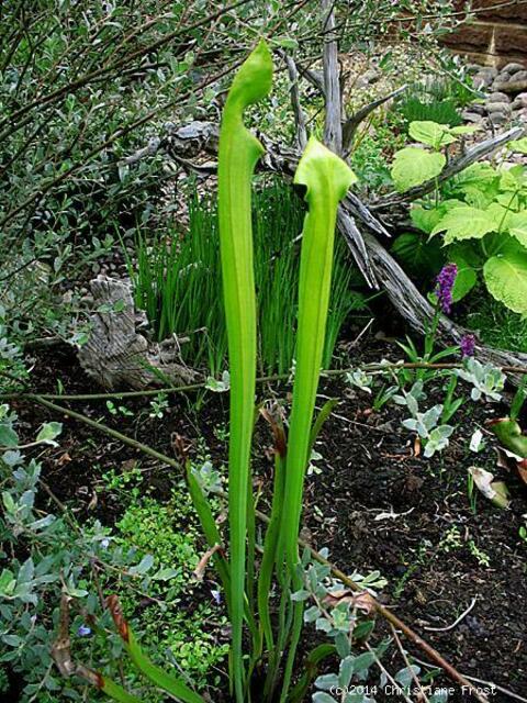 Sarracenia flava