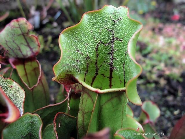 Sarracenia purpurea ssp. purpurea