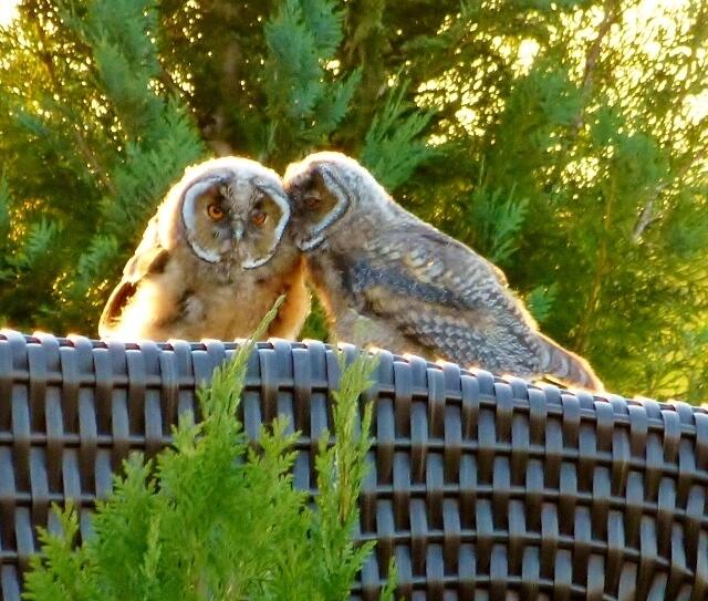 junge Waldohreulen auf einem Strandkorb, überglücklich, heut auf der Radtour entdeckt
