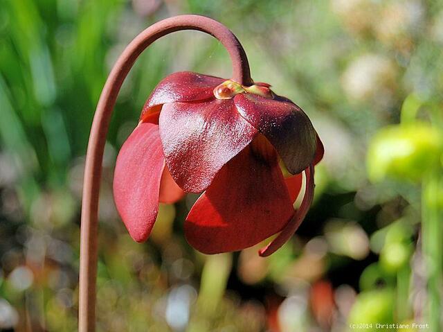 Sarracenia purpurea ssp. venosa