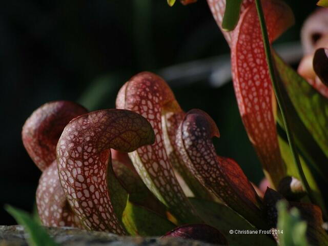 Sarracenia x wrigleyana