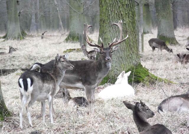 Auch ließ der Herzog den heutigen Tiergarten in Kirchrode mit einem Gatter umgeben. Dort wurden hochherrschaftliche Jagden veranstaltet. Und die Schlossküche wurde mit reichlich Fleisch für den Hofstaat versorgt.