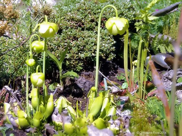Sarracenia minor
Okefenokee