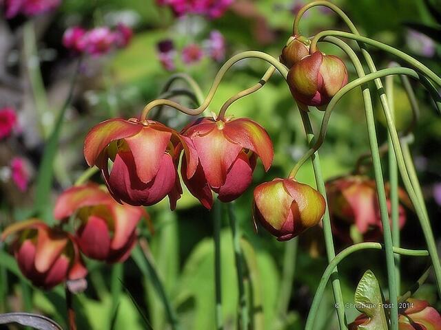 Sarracenia x catebaei