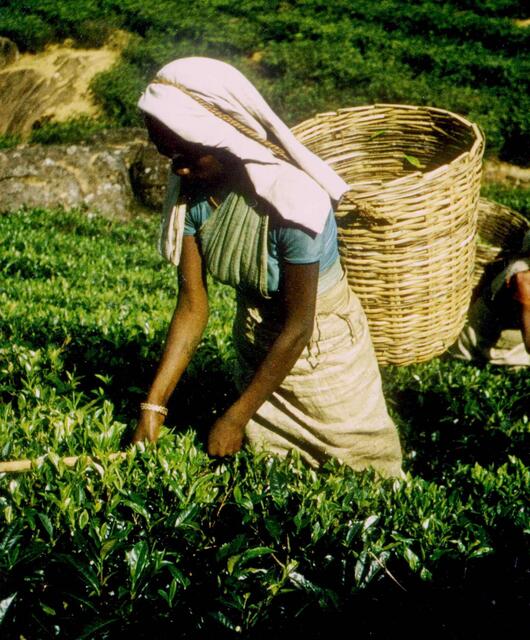 Aus Indien und Ceylon wurde nicht nur der für England so wichtige Tee bezogen, sondern auch Gewürze.