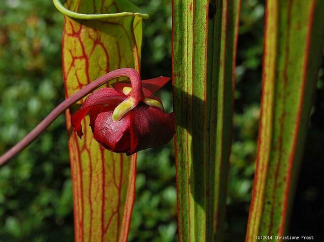 Sarracenia leucophylla