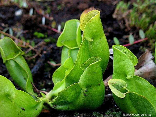 Sarracenia purpurea ssp. purpurea f. heterophylla