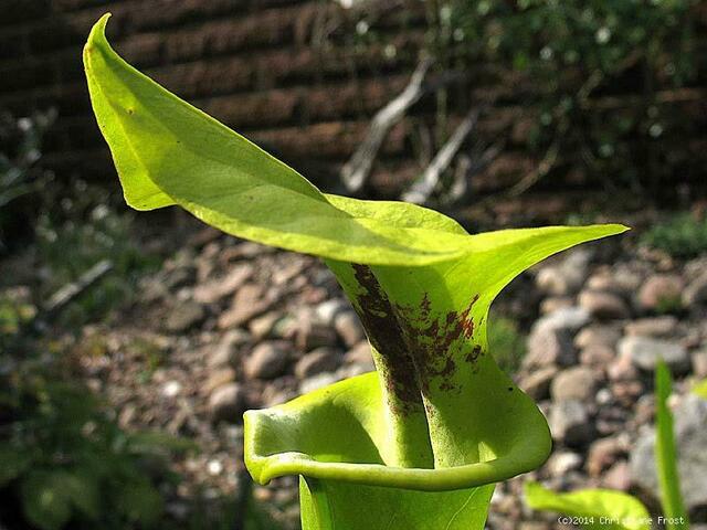 Sarracenia flava