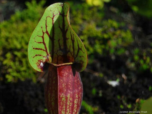 Sarracenia purpurea ssp. venosa